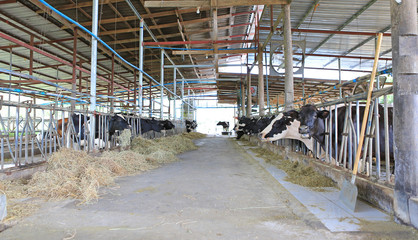 Cows to production milk feeding hay in stable on Thailand farm. Dairy cows farm.