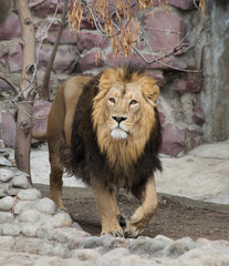 Obraz premium Lion. Lion is a species of predatory mammals, one of the four representatives of the genus Panthers. The lion is the second largest of the living large cats, second only to the tiger.