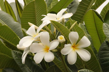 white frangipani flowers
