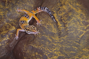 게코. 도마뱀.애완용. 애완용도마뱀.