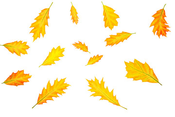 Creative autumn composition made of yellow red leaves and branches on white background, isolated.