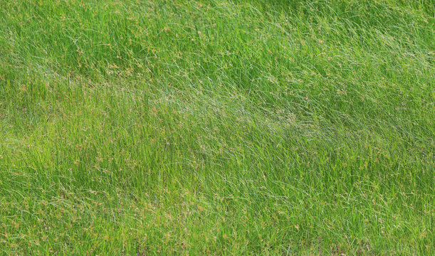 Wild Grass on the green field background.