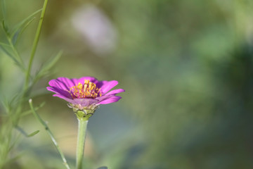 Obraz premium blume blühen lila schönheit prachtvoll