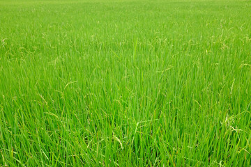 Young green rice in the rice fields background.