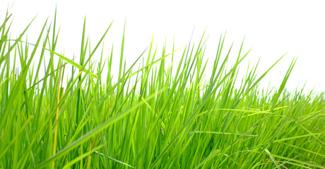 Young green rice in the rice fields background.