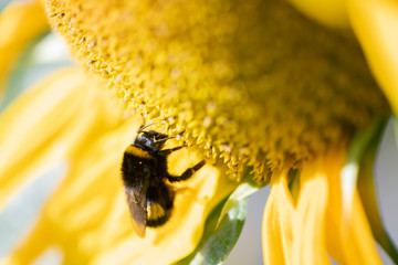 sonnenblume hummel nektar pollen artenschutz