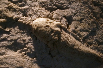 Ancient marine life animal fossils © travelers.high