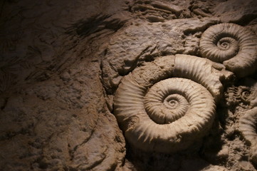 Walls with embedded ammonite fossils © travelers.high