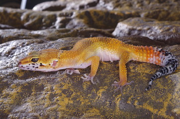 게코. 도마뱀.애완용. 애완용도마뱀.