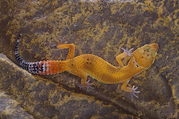 게코. 도마뱀.애완용. 애완용도마뱀.