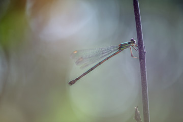 liebelle weidenjungfer dragonfly feenwald