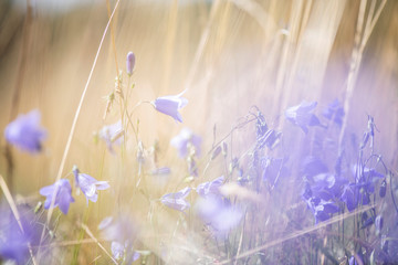 blaue glockenblumen abstrakt schön bild