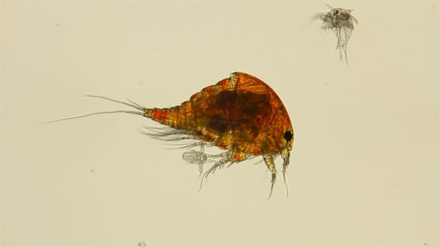 zooplankton of the Black Sea under a microscope. Copepoda family of crustaceans from the order Harpacticoida, the most important component of zooplankton of the seas and ponds, serve as food for many