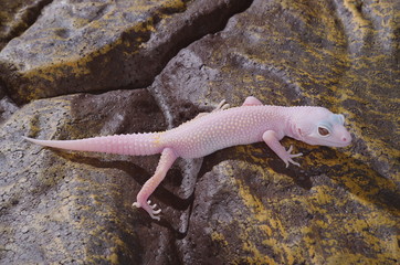 게코. 도마뱀.애완용. 애완용도마뱀.