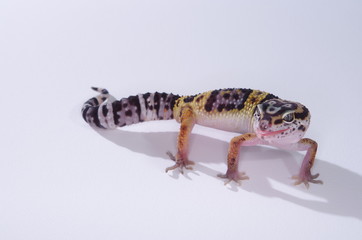 Obraz premium 게코. 도마뱀.애완용. 애완용도마뱀.