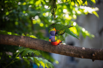 Bird Funny 