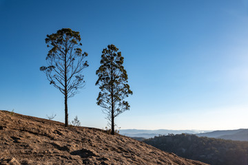 Obraz premium As the sun sets, two tall trees are turning into silhouettes. They both grow on Pyramid Rock which is in Girraween National Park, Queensland, Australia