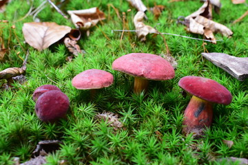 Roter Filzröhrling