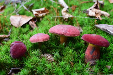 Roter Filzröhrling