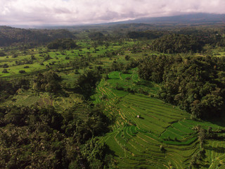 Aerial view of the green rice fields. Bali, Indonesia.Stairs rice plantation from above with a drone in bali, Indonesia