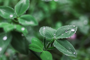 nature of the far East in the rain