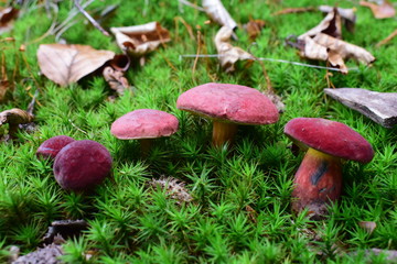Roter Filzröhrling