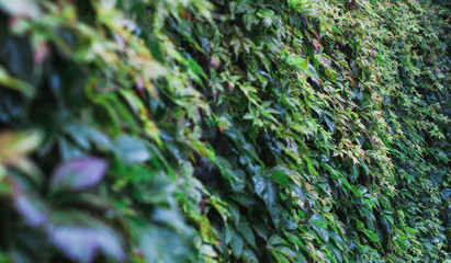 nature of the far East in the rain