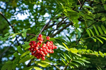 A bunch of red rowan berries on a background of green leaves