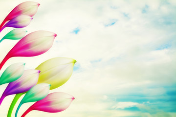 colorful flower  with  blue sky and clouds  spring nature  background