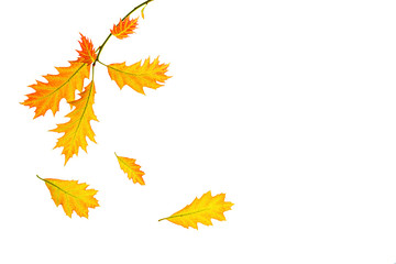 Creative autumn composition made of yellow red leaves and branches on white background, isolated.