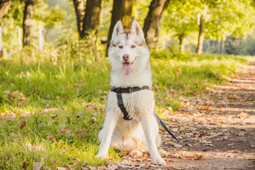 Obraz premium Young husky dog for a walk in the park in autumn. Husky breed. Light fluffy dog. Walk with the dog. Dog on a leash. A pet
