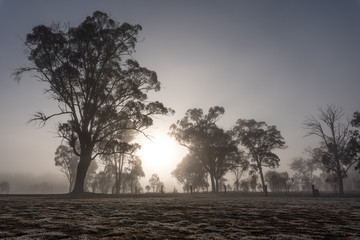 Obraz premium As the sun rises the fog and silhouettes of trees appear. A beautiful gradient of the sky can be seen in the background behind the trees. On a clear and sunny day in Storm King, Queensland, Australia