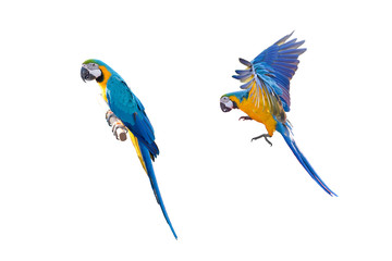 Macaws in flight On a white background