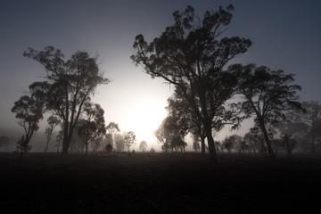 As the sun rises the fog and silhouettes of trees appear. A beautiful gradient of the sky can be seen in the background behind the trees. On a clear and sunny day in Storm King, Queensland, Australia