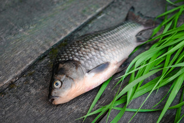 Fresh crucian fish lies on a background of old gray boards and green grass.