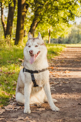 Young husky dog for a walk in the park in autumn. Husky breed. Light fluffy dog. Walk with the dog. Dog on a leash. A pet
