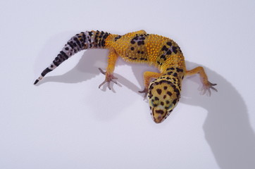 게코. 도마뱀.애완용. 애완용도마뱀.