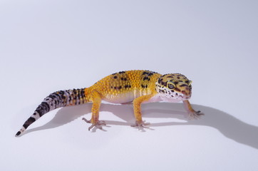 게코. 도마뱀.애완용. 애완용도마뱀.