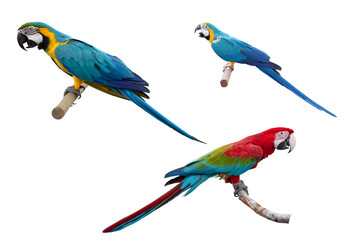 macaw with white background. Origin is in South America.
