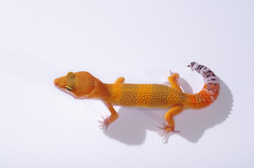 게코. 도마뱀.애완용. 애완용도마뱀.