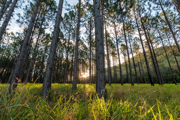 The sun sets as it shines through a pine forest in the Glass House Mountains, Queensland, Australia.