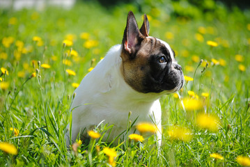 French bulldog on green grass