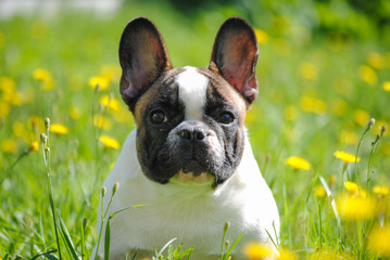 French bulldog on green grass