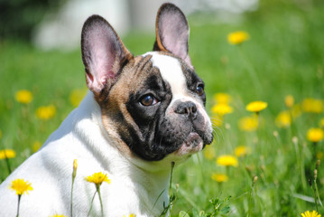 French bulldog on green grass
