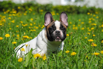 French bulldog on green grass