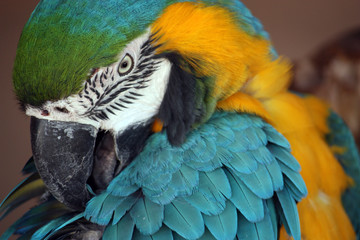 Gelbbrustara (ara ararauna) Papagei II