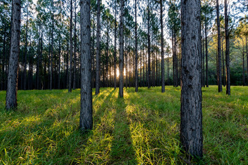 The sun sets as it shines through a pine forest in the Glass House Mountains, Queensland, Australia.