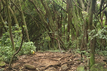 tree in the forest