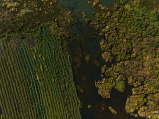 Aerial photo of floating gardens on Inle Lake, Myanmar (Burma)