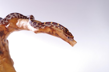 뱀.애완용. 애완용뱀. 파충류. 